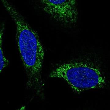 Anti-SLC25A44 antibody produced in rabbit Prestige Antibodies&#174; Powered by Atlas Antibodies, affinity isolated antibody