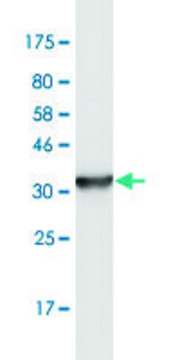 Monoclonal Anti-LEPRE1, (N-terminal) antibody produced in mouse clone 3A4, purified immunoglobulin, buffered aqueous solution