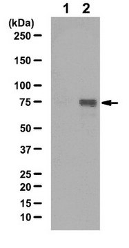 磷酸化STAT3（Tyr68）抗体 from rabbit, purified by affinity chromatography