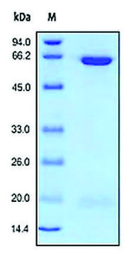 PCSK9 human recombinant, expressed in HEK 293 cells, &#8805;97% (SDS-PAGE)