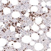 Monoclonal Anti-Mpo Antibody Produced In Mouse Prestige Antibodies® Powered by Atlas Antibodies, clone CL14991, affinity isolated antibody, buffered aqueous glycerol solution