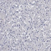 抗-NPAS3 兔抗 Prestige Antibodies® Powered by Atlas Antibodies, affinity isolated antibody, buffered aqueous glycerol solution