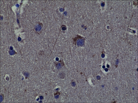 Anti-Phospho-RSK1 (Thr359/ser363) antibody, Rabbit monoclonal recombinant, expressed in HEK 293 cells, clone RM233, purified immunoglobulin