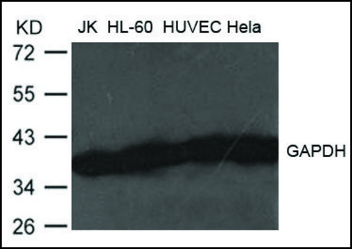 抗-GAPDH 兔抗 affinity isolated antibody