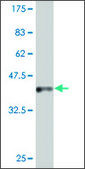 ANTI-INDO antibody produced in mouse clone 4F9, purified immunoglobulin, buffered aqueous solution