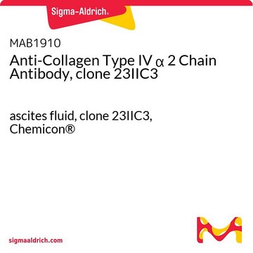 抗IV型胶原蛋白 &#945;2链抗体（克隆23IIC3） ascites fluid, clone 23IIC3, Chemicon&#174;