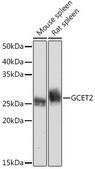 Anti-GCET2 Antibody, clone 7D1A5, Rabbit Monoclonal