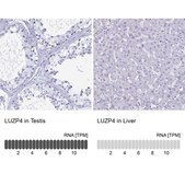 Anti-LUZP4 antibody produced in rabbit Prestige Antibodies® Powered by Atlas Antibodies, affinity isolated antibody, buffered aqueous glycerol solution
