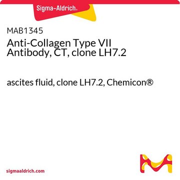 抗VII型胶原抗体，CT，克隆LH7.2 ascites fluid, clone LH7.2, Chemicon&#174;