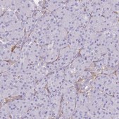 Anti-CDC25B antibody produced in rabbit Prestige Antibodies® Powered by Atlas Antibodies, affinity isolated antibody, buffered aqueous glycerol solution