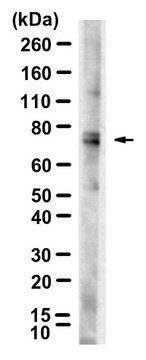 Anti-p-DRP1-Ser637 Antibody, clone 5G23 ZooMAb&#174; Rabbit Monoclonal recombinant, expressed in HEK 293 cells