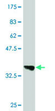 Monoclonal Anti-B3GALT6 antibody produced in mouse clone 3E5, purified immunoglobulin, buffered aqueous solution