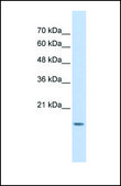 Anti-GABARAPL1 antibody produced in rabbit affinity isolated antibody