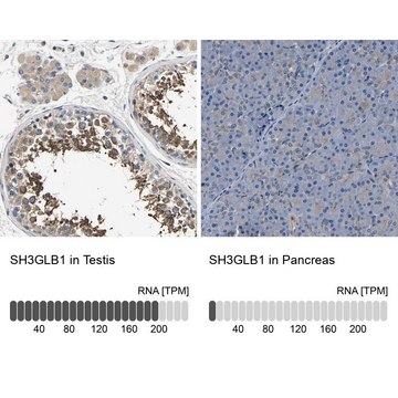 Anti-SH3GLB1 antibody produced in rabbit Prestige Antibodies&#174; Powered by Atlas Antibodies, affinity isolated antibody, buffered aqueous glycerol solution