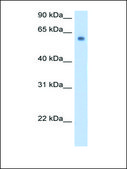 Anti-SLC1A4 antibody produced in rabbit affinity isolated antibody
