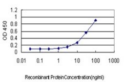 Monoclonal Anti-RAD17 antibody produced in mouse clone 2G12, purified immunoglobulin, buffered aqueous solution