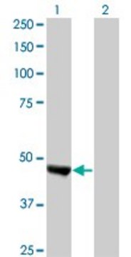 Monoclonal Anti-KIAA0261 antibody produced in mouse clone 2B3, purified immunoglobulin, buffered aqueous solution