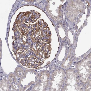 Anti-NPR3 antibody produced in rabbit Prestige Antibodies&#174; Powered by Atlas Antibodies, affinity isolated antibody