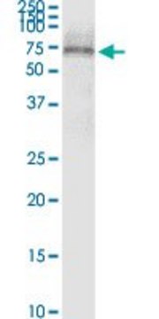 Monoclonal Anti-SCTR antibody produced in mouse clone 3H1, purified immunoglobulin, buffered aqueous solution