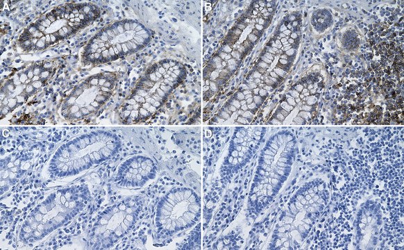 Anti-Fas/CD95 Antibody, clone 1F17 ZooMAb&#174; Rabbit Monoclonal recombinant, expressed in HEK 293 cells