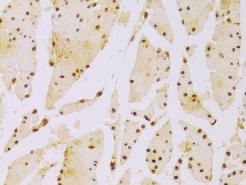 Anti- Histone H2B antibody produced in rabbit