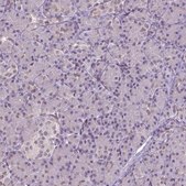 Anti-ZNF41 antibody produced in rabbit Prestige Antibodies® Powered by Atlas Antibodies, affinity isolated antibody, buffered aqueous glycerol solution