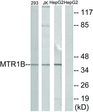 Anti-MTR1B antibody produced in rabbit affinity isolated antibody