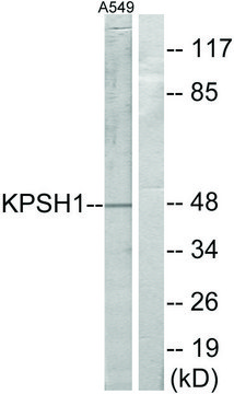 Anti-KPSH1 antibody produced in rabbit affinity isolated antibody