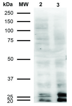 Monoclonal Anti-Malondialdehyde-Biotin antibody produced in mouse clone 11E3