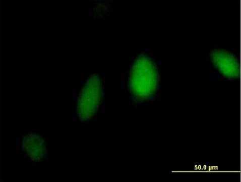 Anti-FANCL antibody produced in mouse IgG fraction of antiserum, buffered aqueous solution