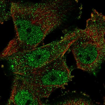 Anti-ELAVL4 antibody produced in rabbit Prestige Antibodies&#174; Powered by Atlas Antibodies, affinity isolated antibody