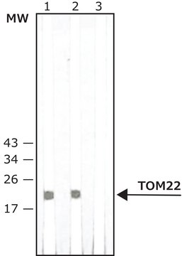 Anti-TOM22 antibody , Mouse monoclonal clone 1C9-2, purified from hybridoma cell culture