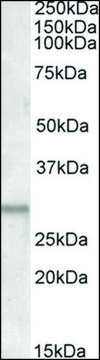 Anti-ATF5 (C-terminal) antibody produced in goat affinity isolated antibody, buffered aqueous solution