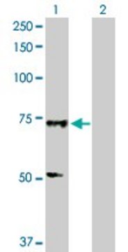 Anti-SOX13 antibody produced in rabbit purified immunoglobulin, buffered aqueous solution