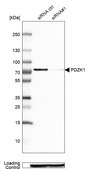 Anti-PDZK1 antibody produced in rabbit Prestige Antibodies® Powered by Atlas Antibodies, affinity isolated antibody, buffered aqueous glycerol solution, Ab2