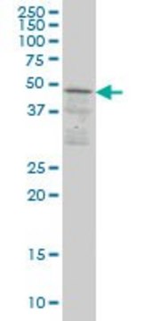 Monoclonal Anti-SCAP1, (N-terminal) antibody produced in mouse clone 1C11, purified immunoglobulin, buffered aqueous solution