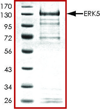 ERK5，活性，GST 标记 人 PRECISIO&#174; Kinase, recombinant, expressed in baculovirus infected Sf9 cells, &#8805;70% (SDS-PAGE), buffered aqueous glycerol solution