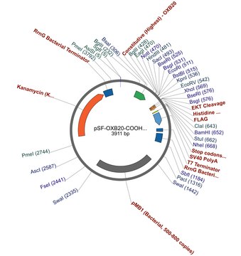 PSF-OXB20-COOH-EKT-6HIS-FLAG&#174; - C-TERMINAL FLAG&#174; AND 6 HIS DUAL TAG BACTERIAL PLASMID plasmid vector for molecular cloning