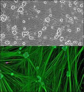 Rat Dorsal Root Ganglion Neurons: RDRGN