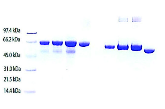 Hemopexin from human plasma &#8805;95% (SDS-PAGE)