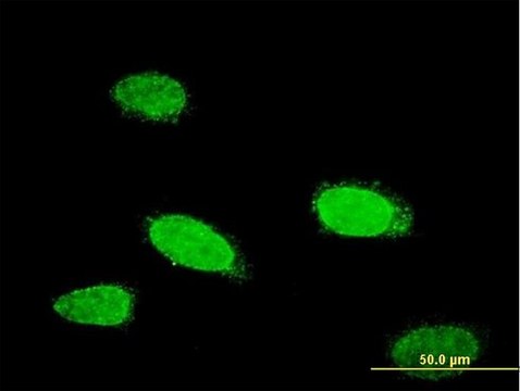 Monoclonal Anti-TCFL5 antibody produced in mouse clone 1F2, purified immunoglobulin, buffered aqueous solution