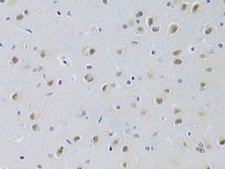 Anti-CDKN1B antibody produced in rabbit