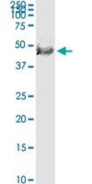 Monoclonal Anti-FBXL20 antibody produced in mouse clone 2G1, purified immunoglobulin, buffered aqueous solution