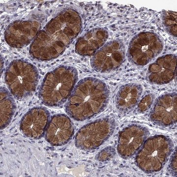 Anti-CCL28 antibody produced in rabbit Prestige Antibodies&#174; Powered by Atlas Antibodies, affinity isolated antibody