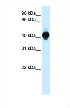 Anti-GPR18 antibody produced in rabbit affinity isolated antibody