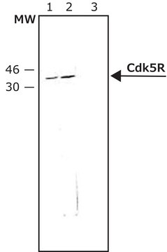 Anti-p35 (Cdk5 Regulator) antibody produced in rabbit IgG fraction of antiserum, buffered aqueous solution