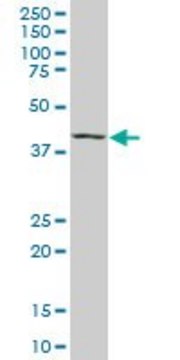 Monoclonal Anti-MAF, (C-terminal) antibody produced in mouse clone 6B8, purified immunoglobulin, buffered aqueous solution