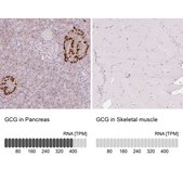 Anti-GCG antibody produced in rabbit Prestige Antibodies® Powered by Atlas Antibodies, affinity isolated antibody, buffered aqueous glycerol solution