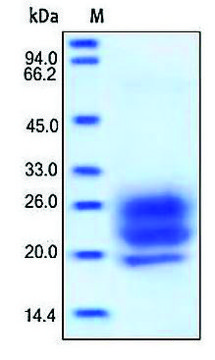 IL-7 human recombinant, expressed in HEK 293 cells, &#8805;95% (SDS-PAGE)