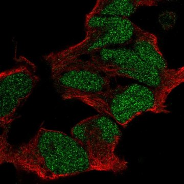 Anti-POU3F2 antibody produced in rabbit Prestige Antibodies&#174; Powered by Atlas Antibodies, affinity isolated antibody